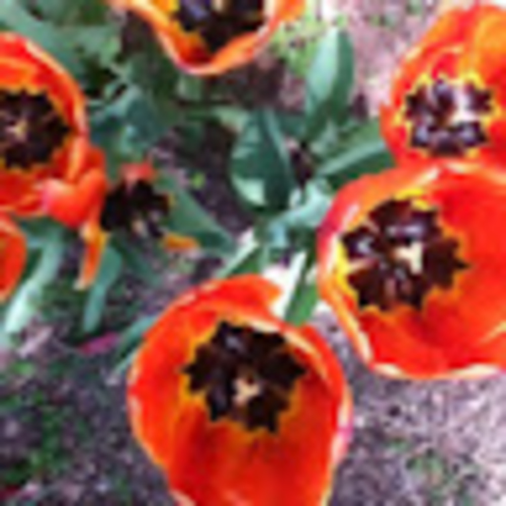 Meet your Posher, Annmarie